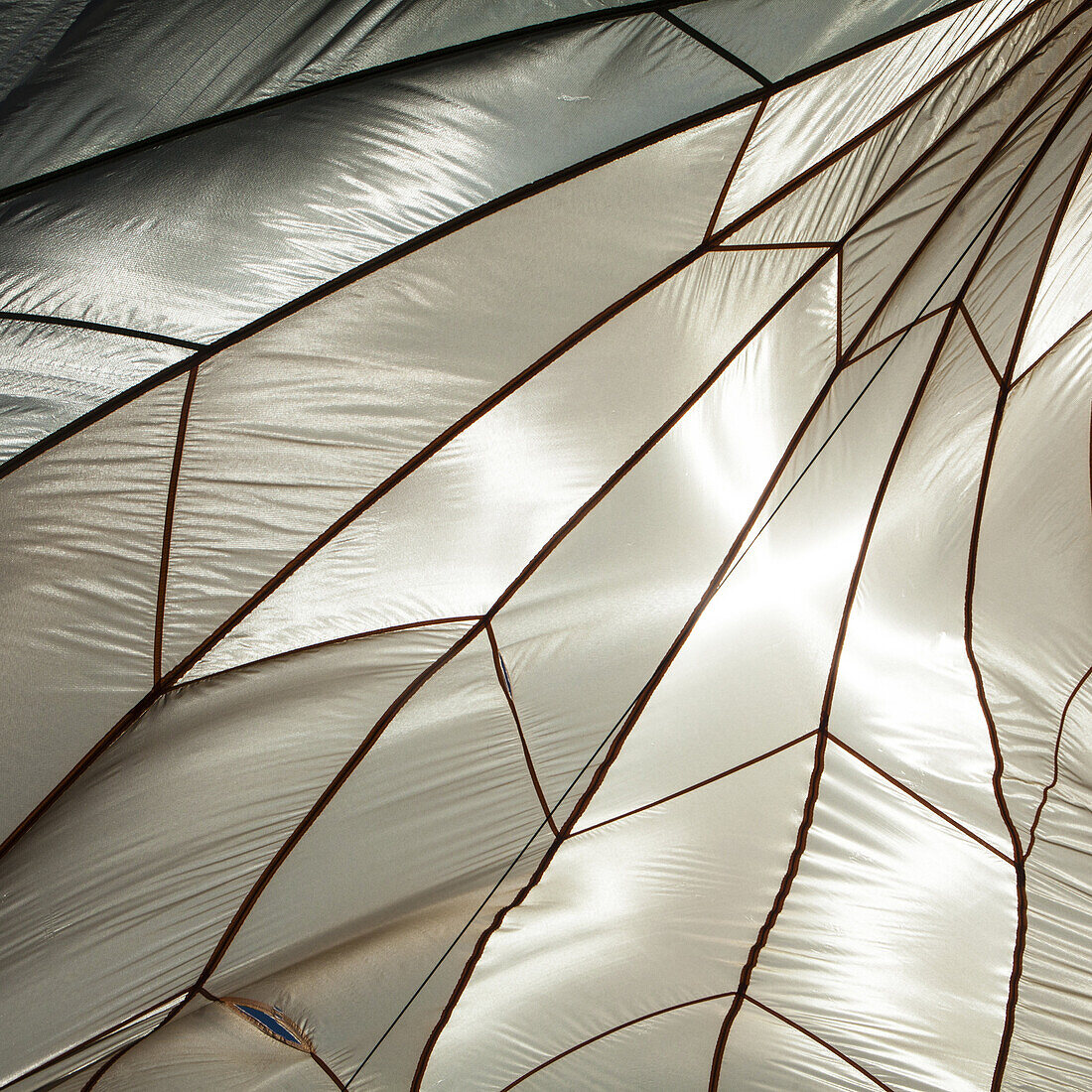 A White Silk Parachute looks like an insects wing as it is backlit by the sun.