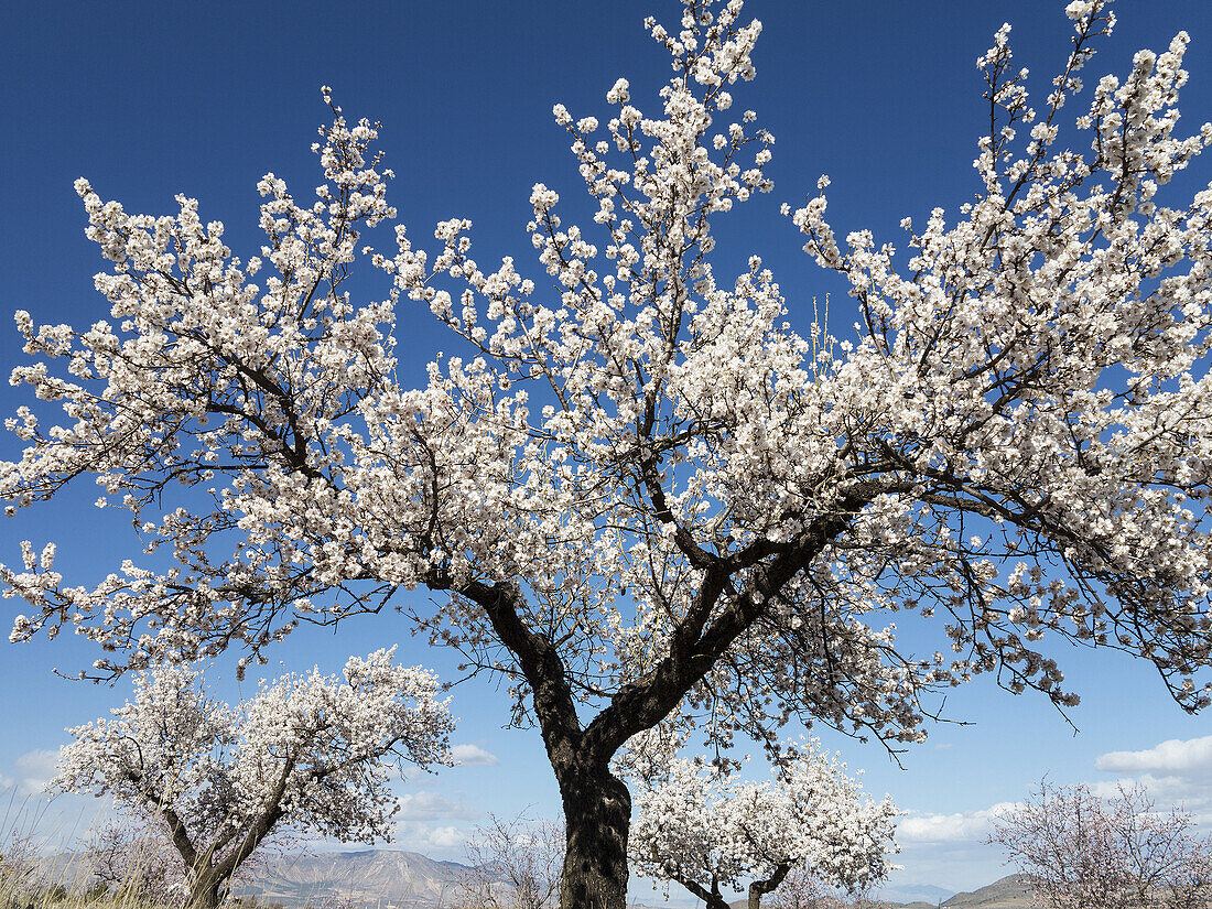 Cultivated almond trees (Prunus dulcis) in full blossom in February. Almería province, Andalusia, Spain.