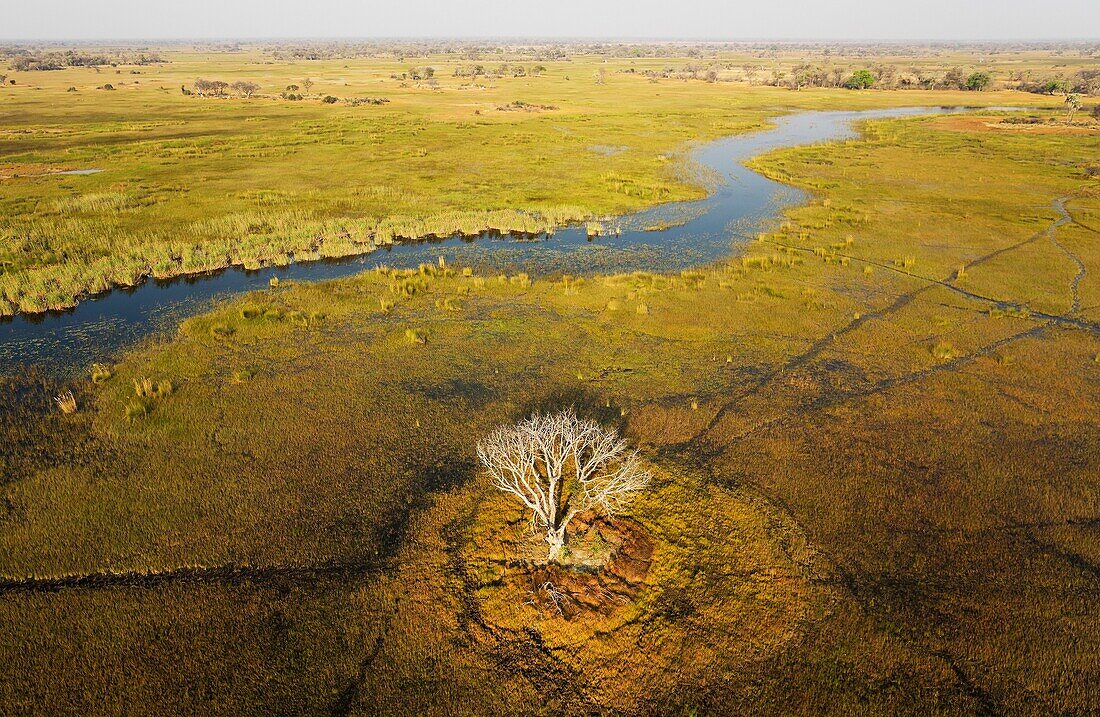 The Gomoti River with its adjoining freshwater marshland, the whitish tree has died back due to the permanently wet environment, aerial view, Okavango Delta, Moremi Game Reserve, Botswana.