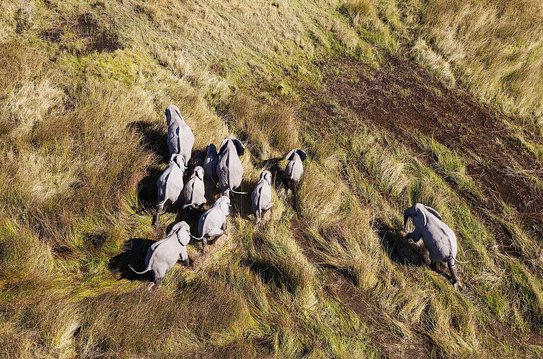 African Elephant (Loxodonta africana), breeding herd, roaming in a freshwater marsh, aerial view, Okavango Delta, Moremi Game Reserve, Botswana.