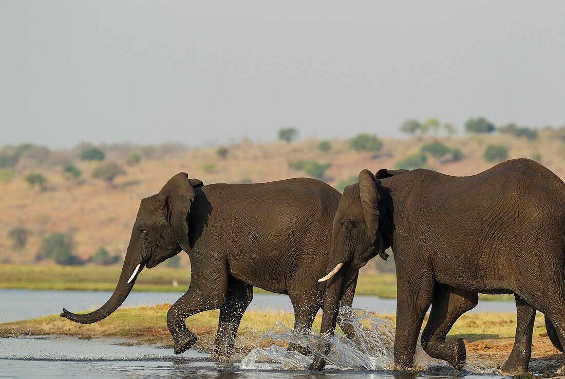 African Elephant (Loxodonta africana) - Females that just have been crossing the Chobe River rush back into the water to welcome a juvenile straggler. Photographed from a boat. Chobe National Park, Botswana.