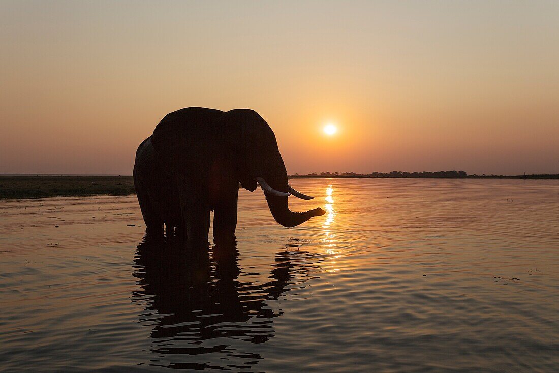 African Elephant (Loxodonta africana) - Bull at sunset in the Chobe River. Photographed from a boat. Chobe National Park, Botswana.
