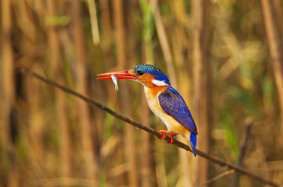 Malachite Kingfisher (Alcedo cristata) - With prey at the bank of the Chobe River. Photographed from a boat. Chobe National Park, Botswana.