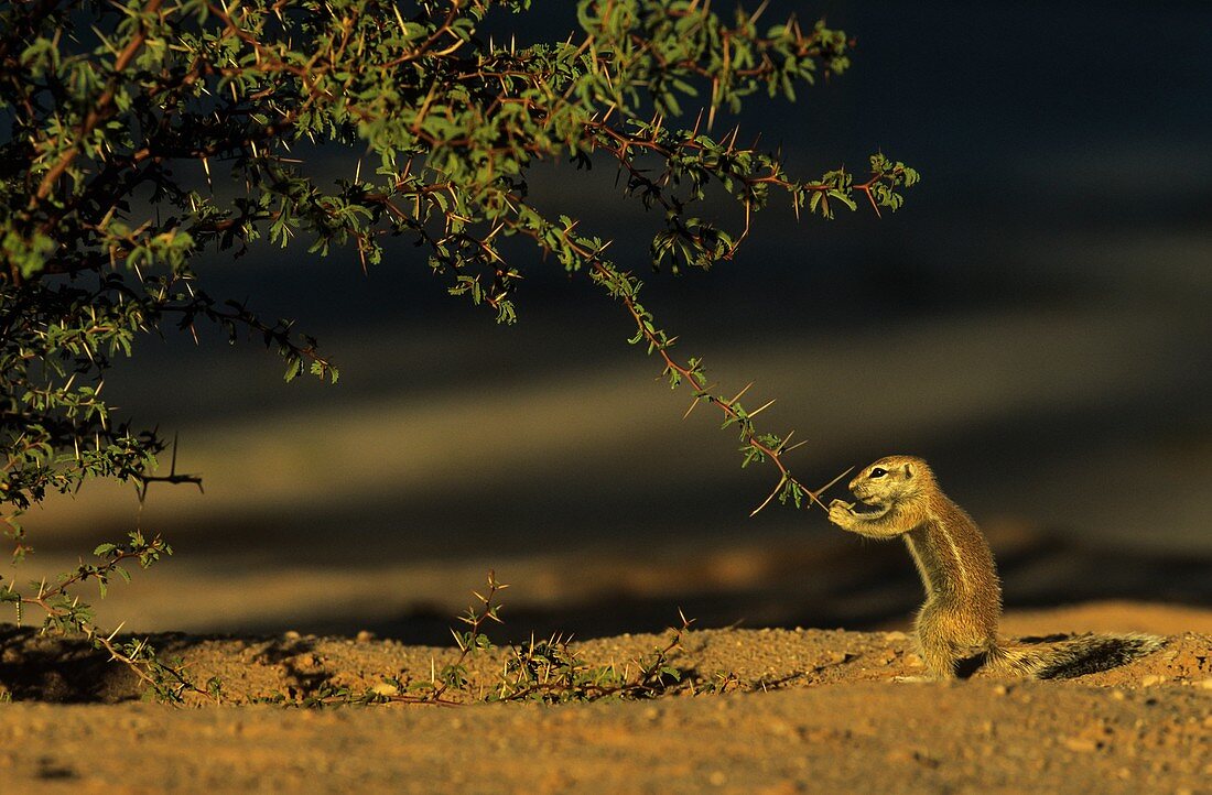 Cape Ground Squirrel (Xerus inauris) - Young, cautiously feeding at a thornbush. Kalahari Desert, Kgalagadi Transfrontier Park, South Africa.