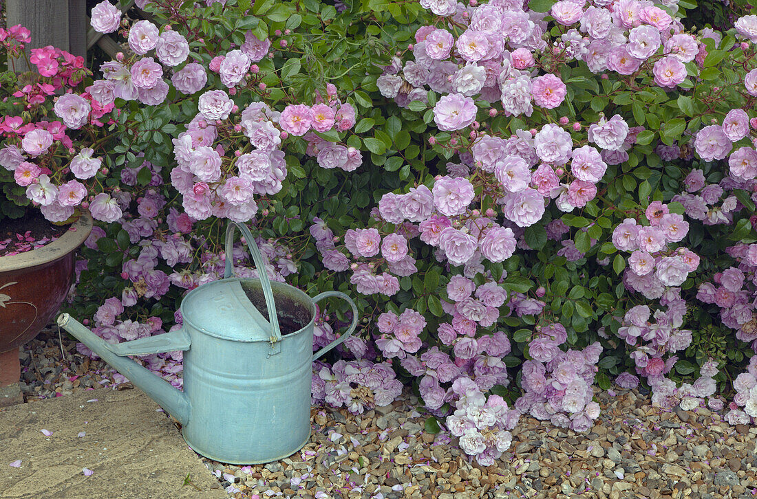 UK, June, Pink Climbing roses and Pink Geraniums