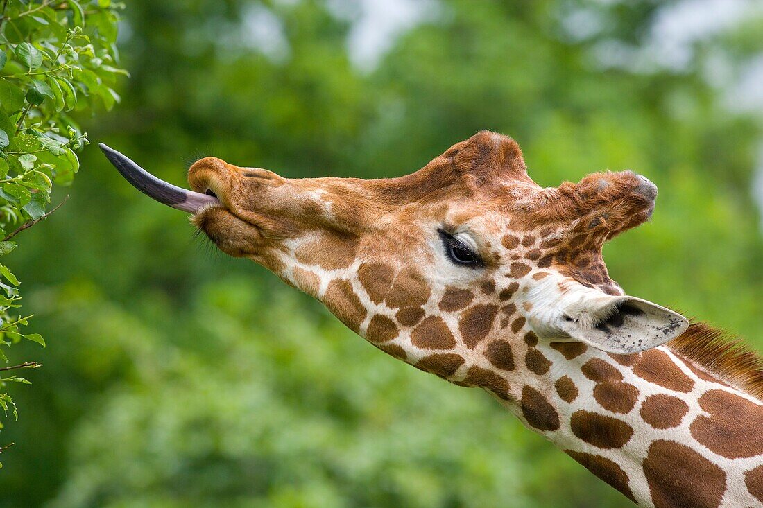 Giraffe Giraffa camelopardalis feeding.