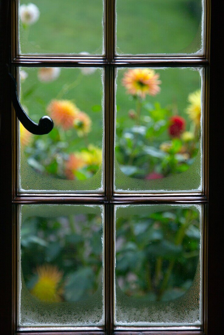 Dahlas through cottage window Ringshall Herts.