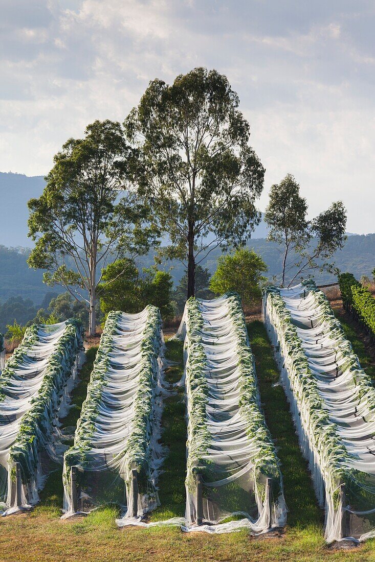 Australia, Victoria, VIC, Yarra Valley, vineyard vines under mesh fabric.