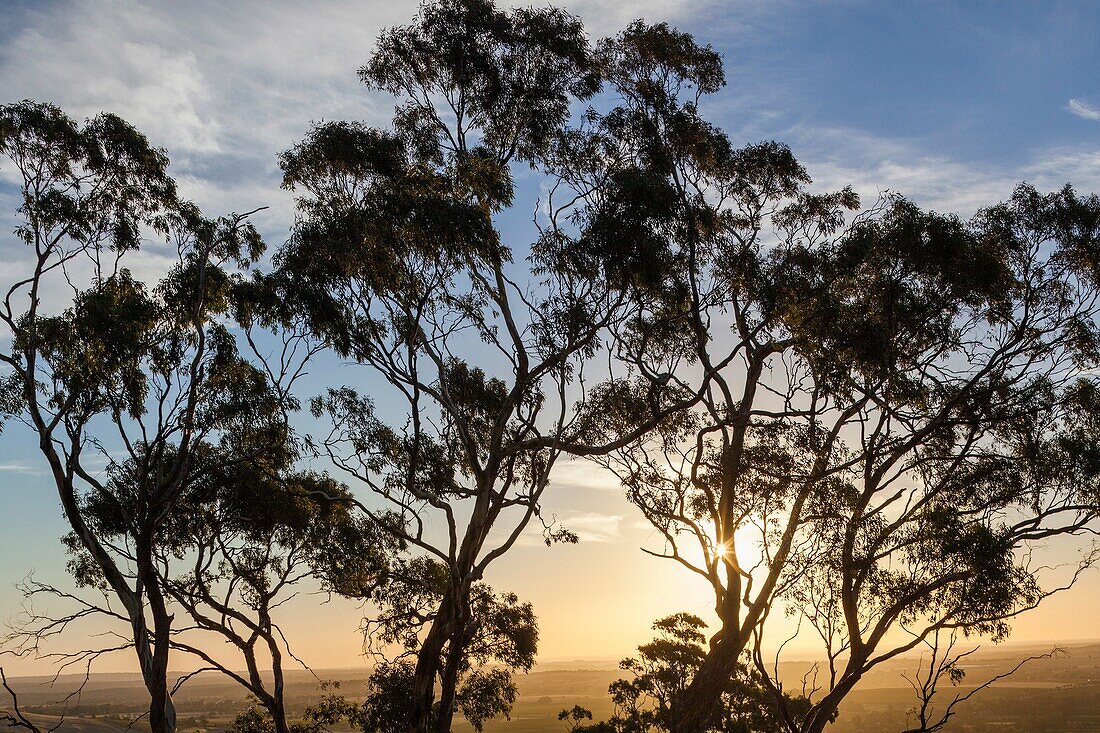 Australia, South Australia, Barossa Valley, Tanunda, Mengler´s Hill, gum trees at sunset.