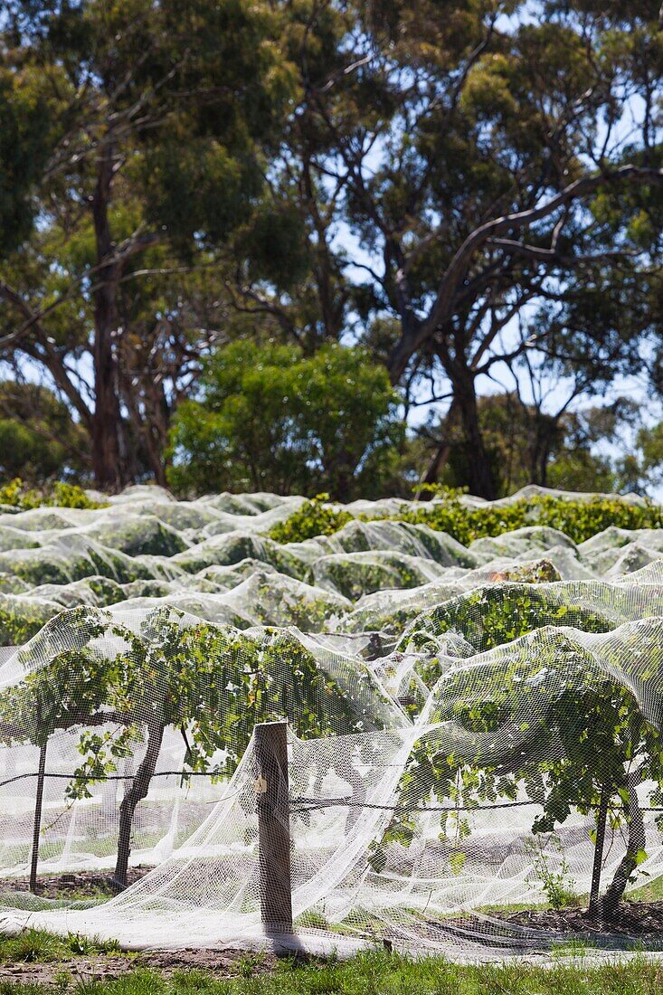 Australia, South Australia, Clare Valley, Sevenhill, Sevenhill Cellars, last remaining Jesuit-owned winery in Australia, founded in 1851, mesh-covered vineyard.