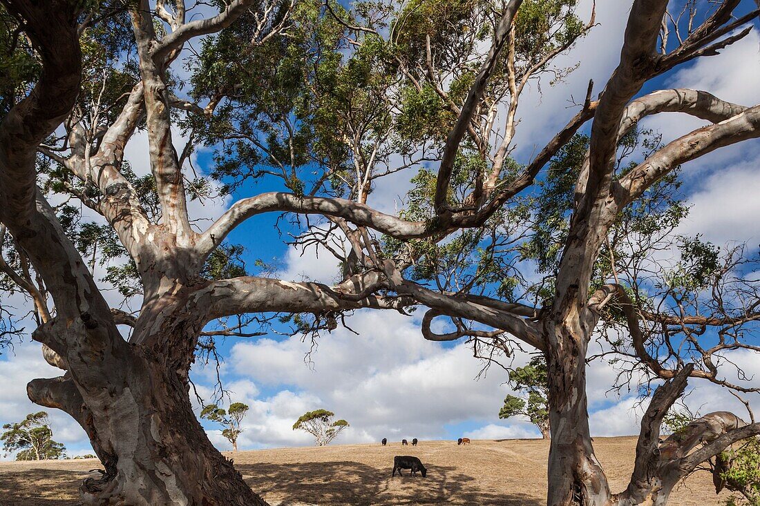 Australia, South Australia, Fleurieu Peninsula, Normanville, landscape with trees, fields and cows.