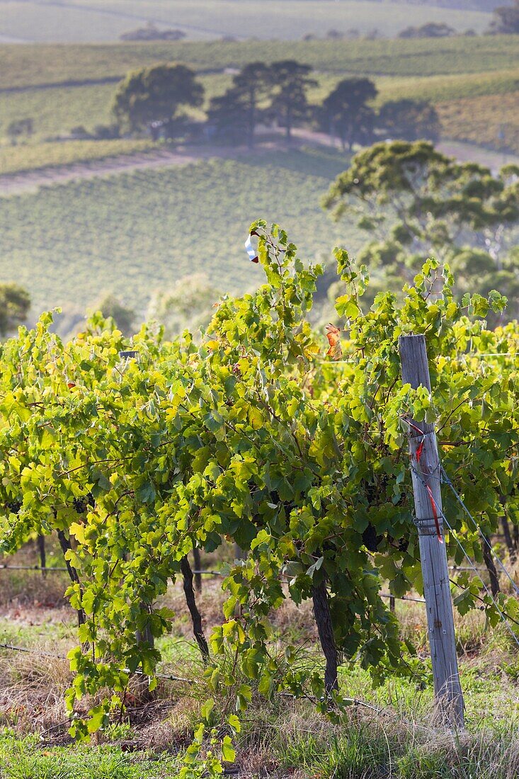 Australia, South Australia, Fleurieu Peninsula, McLaren Vale Wine Region, McLaren Vale, elevated vineyard view.