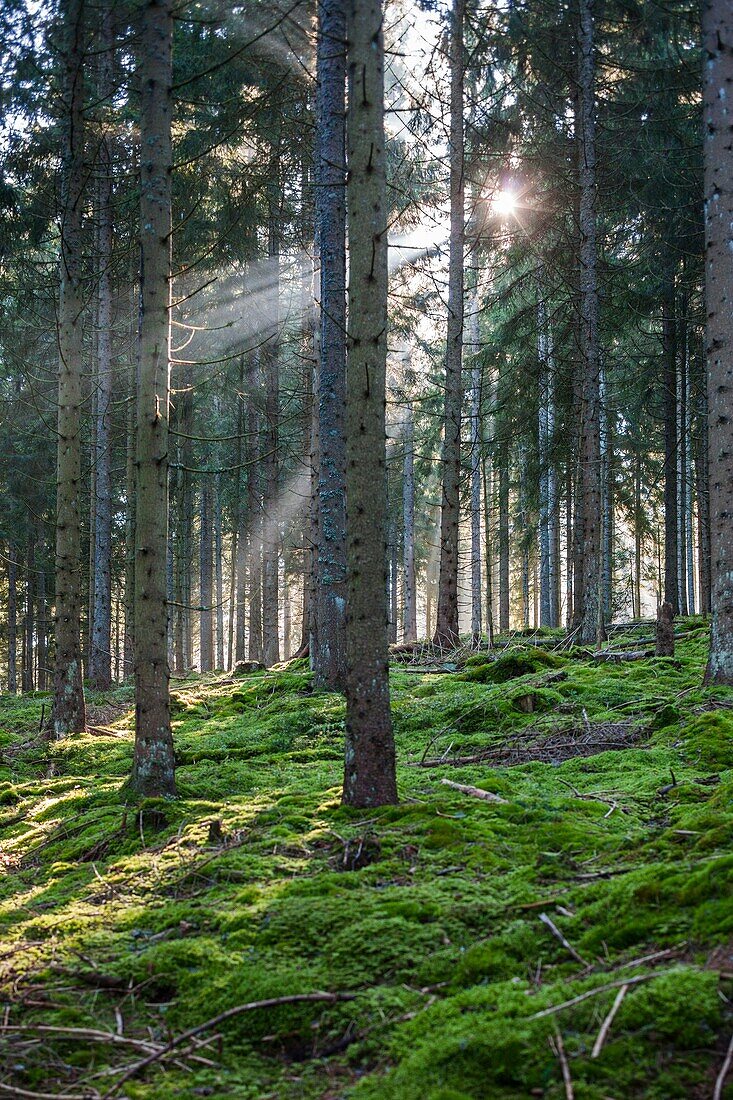 Germany, Baden-Wurttemburg, Black Forest, Titisee-Neustadt, Neustadt town, morning light in The Black Forest.