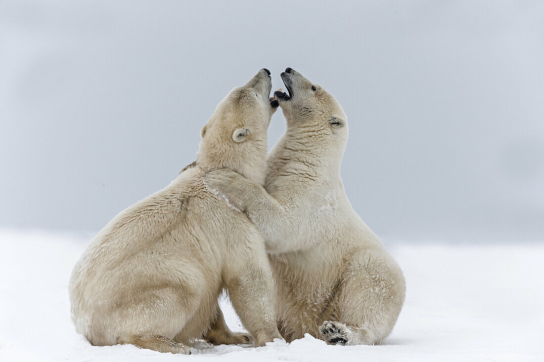 United States , Alaska , Arctic National Wildlife Refuge , Kaktovik , Polar Bear( Ursus maritimus ) , subadults playing along a barrier island outside Kaktovik, Alaska. Every fall, polar bears (Ursus maritimus) gather near Kaktovik on the northern edge of