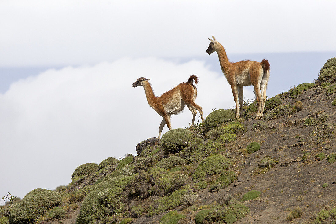 Chile, Patagonia, Magellan Region, Torres del Paine National Park, Guanaco (Lama guanicoe),running.