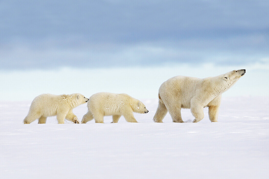 United States,Alaska,Arctic National Wildlife Refuge,Kaktovik,Polar Bear( Ursus maritimus ),female adult with 2 cubs from the year,along a barrier island outside Kaktovik,Alaska,Every fall,polar bears (Ursus maritimus) gather near Kaktovik on the northern