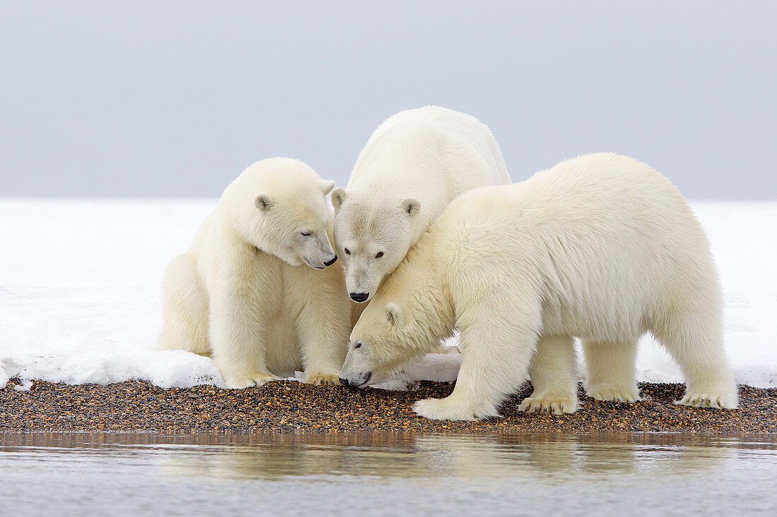 United States,Alaska,Arctic National Wildlife Refuge,Kaktovik,Polar Bear( Ursus maritimus ),female adult with 2 cubs from the year,along a barrier island outside Kaktovik,Alaska,Every fall,polar bears (Ursus maritimus) gather near Kaktovik on the northern