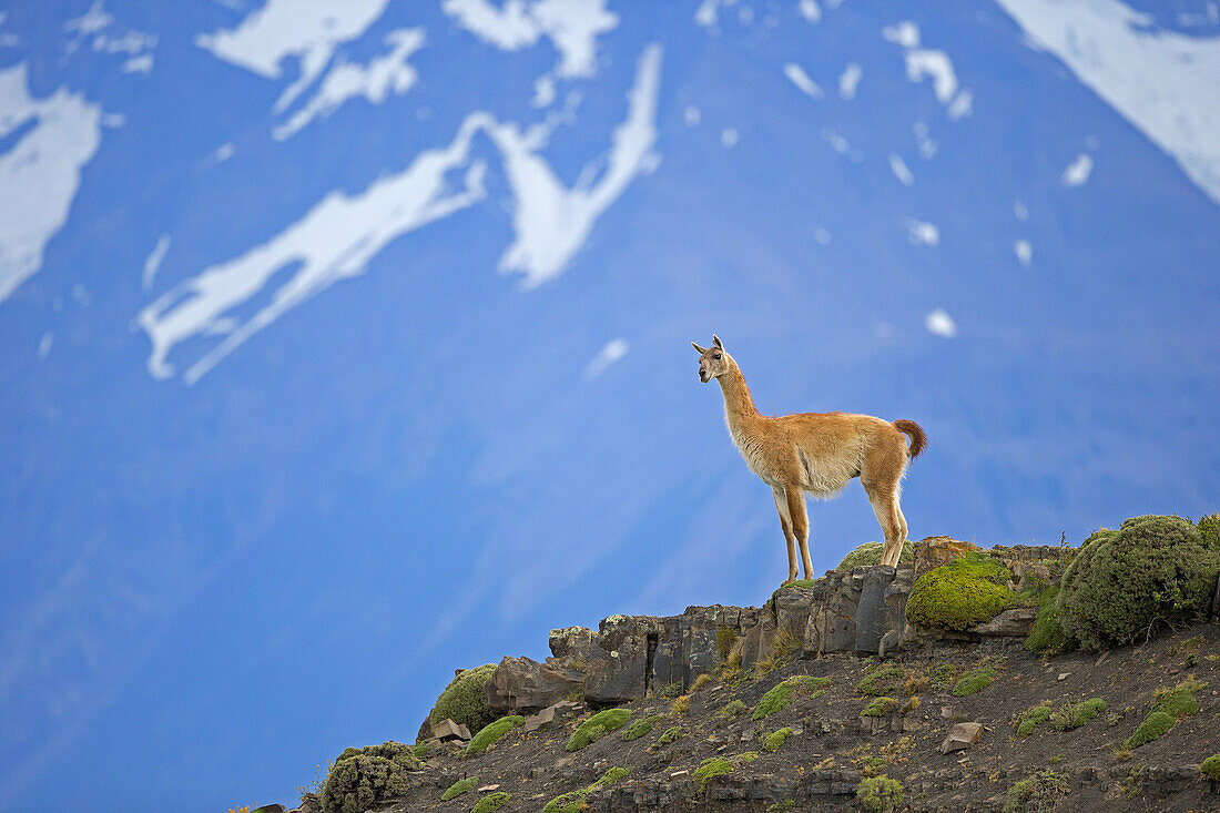 Chile,Patagonia,Magellan Region,Torres del Paine National Park,Guanaco (Lama guanicoe).
