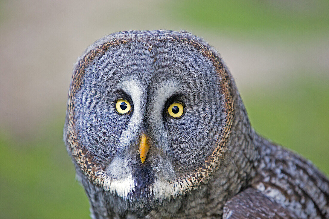 France,Loiret,Sologne,Great Grey Owl or Great Gray Owl (Strix nebulosa).