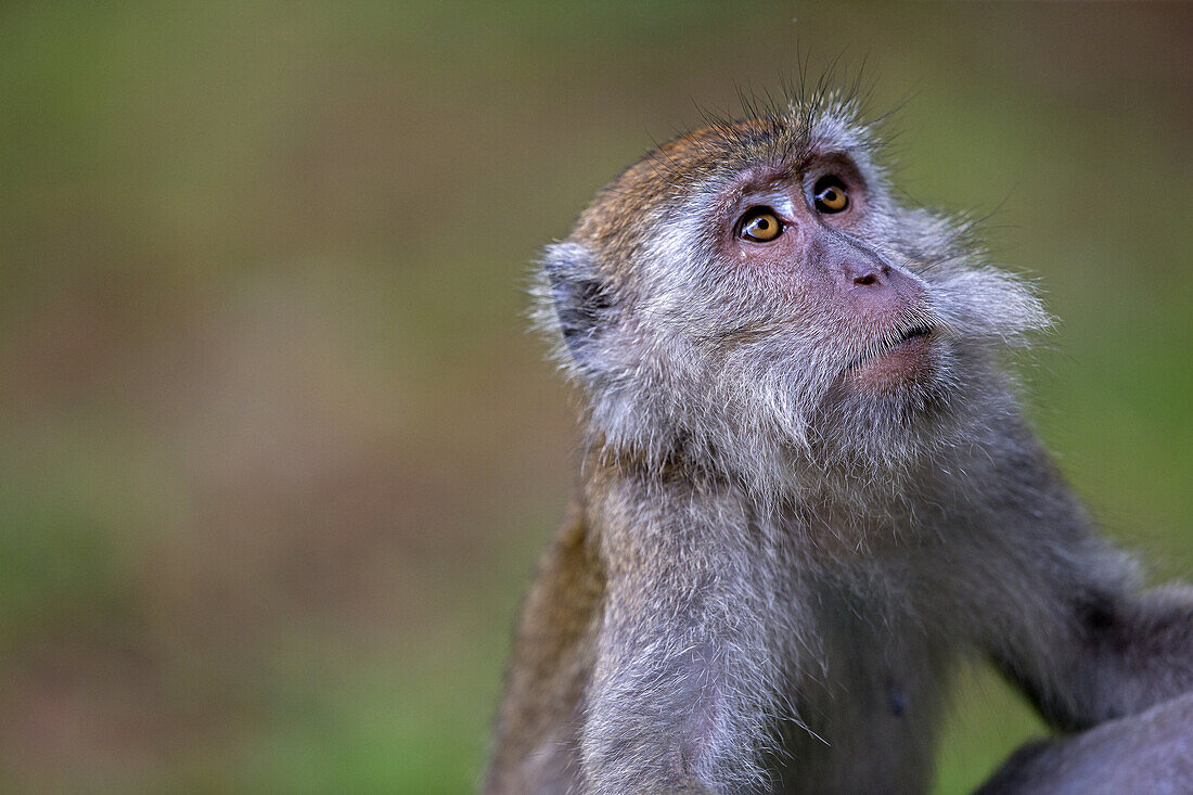 Asia,Borneo,Malaysia,Sarawak,Bako National Park,Crab-eating macaque or long-tailed macaque (Macaca fascicularis).