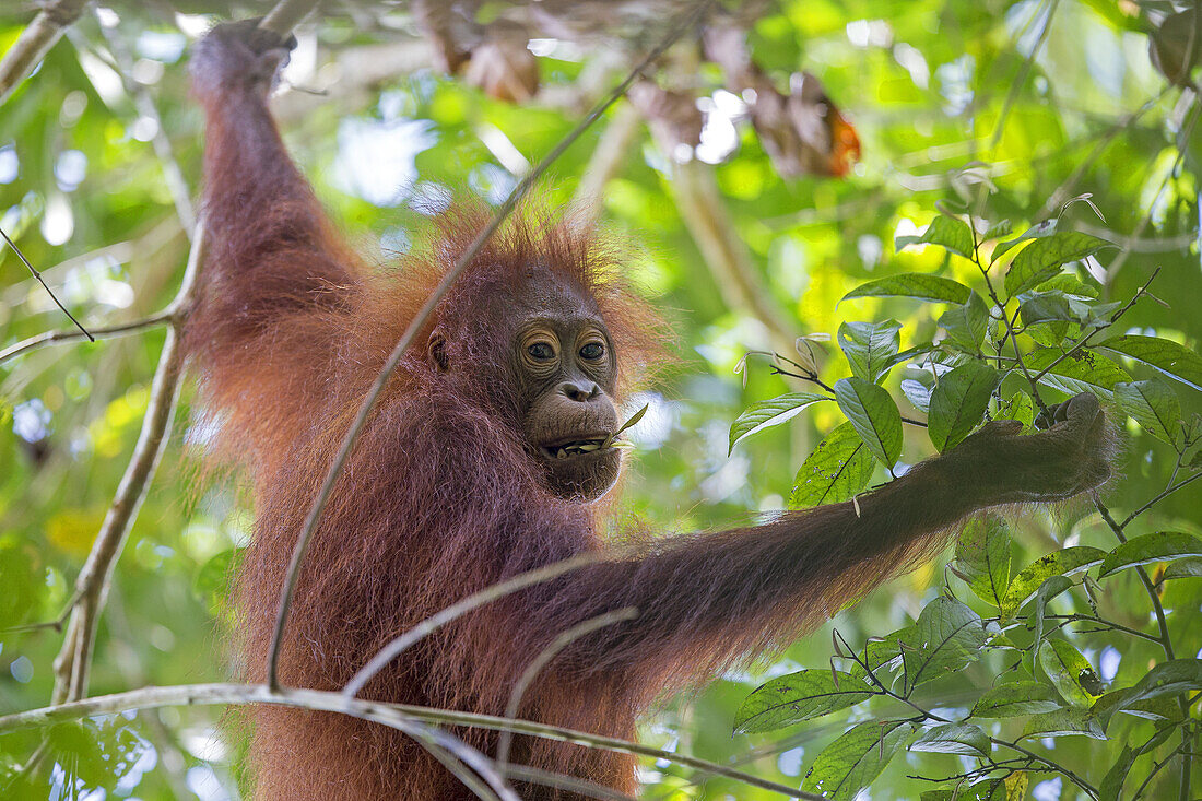 Asia,Borneo,Malaysia,Sabah,Kinabatangan river,Bornean orangutan( Pongo pygmaeus morio),young.