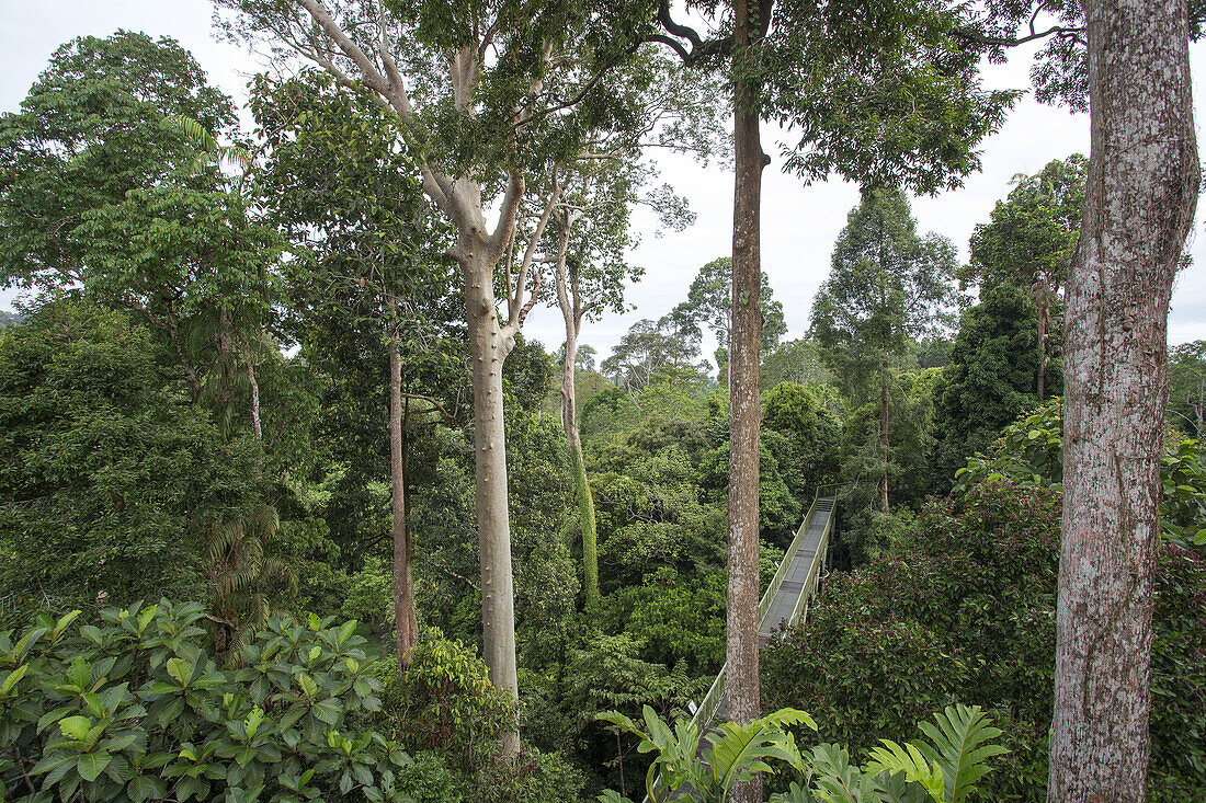 Asia,Malaysia,Borneo,Sabah,Sandakan,Sepilok forest, primary forest,canopy.