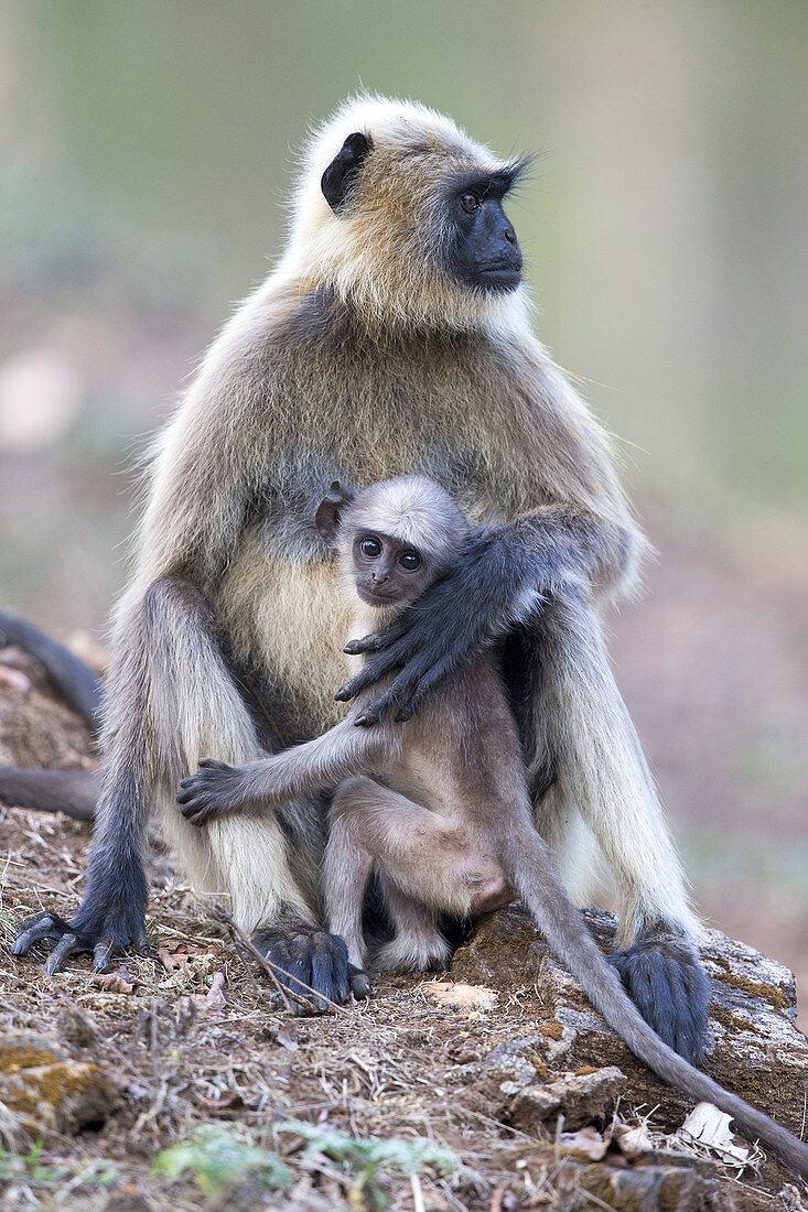 Asia,India,Maharashtra, Tadoba Andhari Tiger Reserve,Tadoba national park,Hanuman Langur (Semnopithecus entellus),mother and baby.