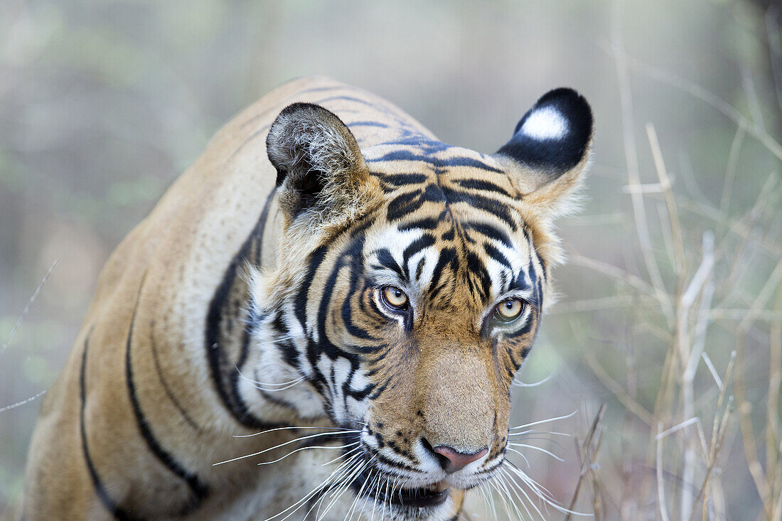 Asia,India,Rajasthan,Ranthambore National Park,Bengal tiger (Panthera tigris tigris),walking.