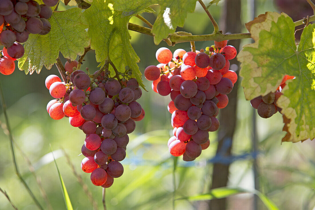 France,Alsace,Bas-Rhin, Wine Route,Dambach the city,Grape,Gewurztraminer.