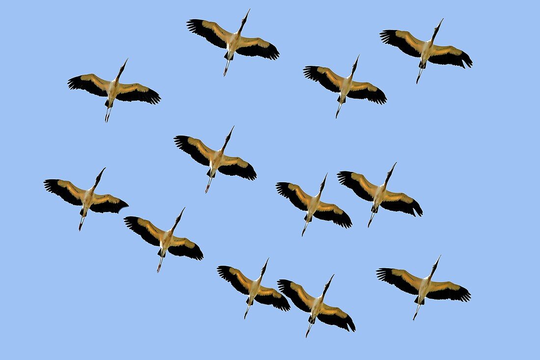 South America,Brazil,Mato Grosso,Pantanal area,Wood Stork (Mycteria americana),in flight.