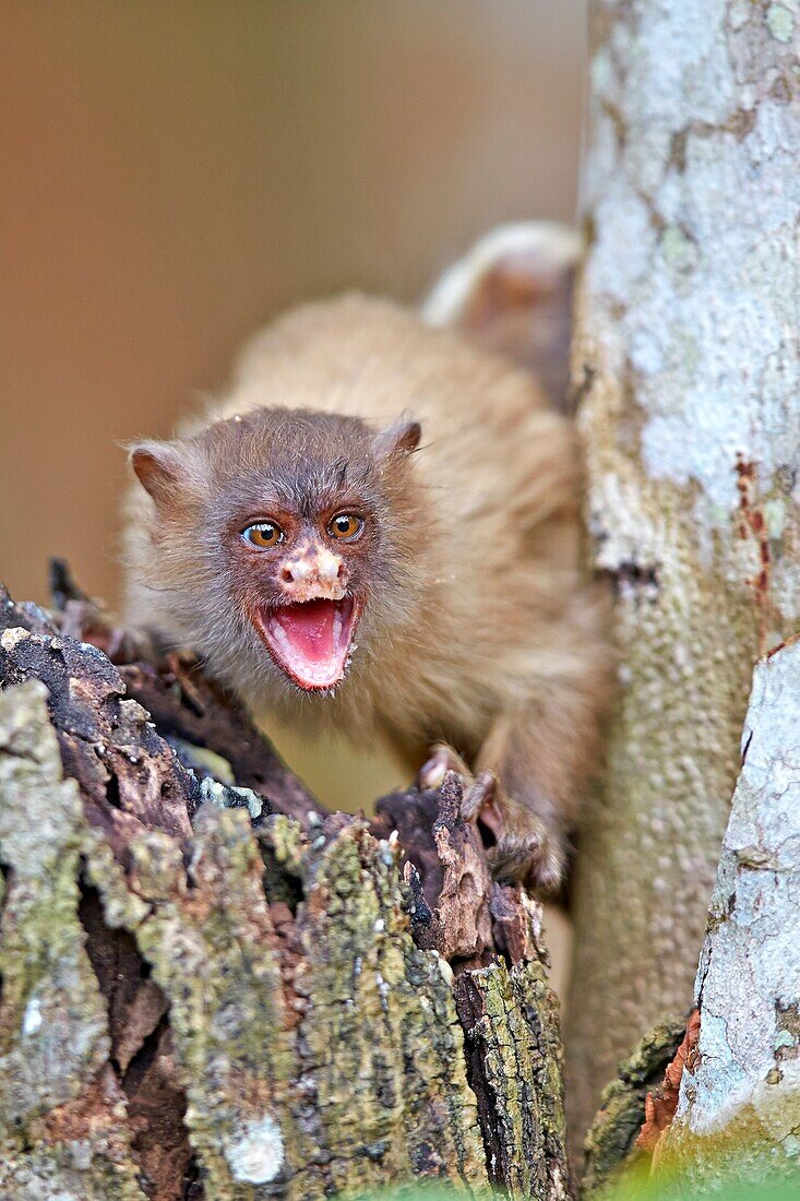 South America,Brazil,Mato Grosso,Pantanal area,Black-tailed marmoset (Mico melanurus).