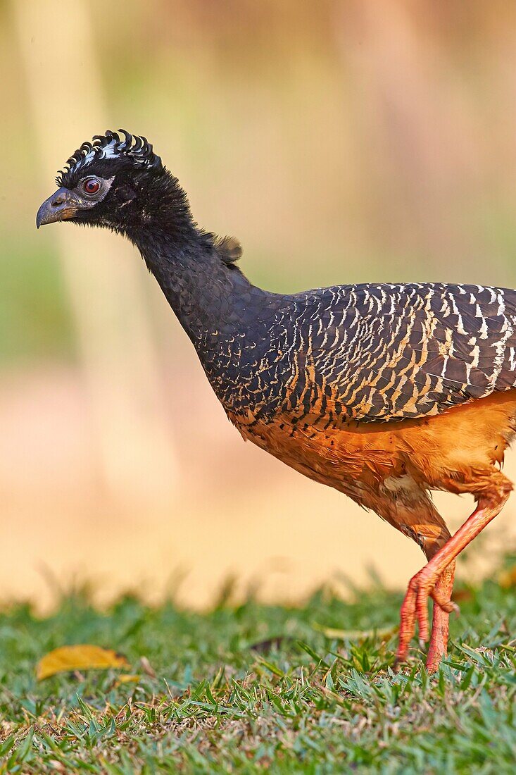 South America, Brazil, Mato Grosso, Pantanal area, Bare-faced curassow Crax fasciolata, adult female