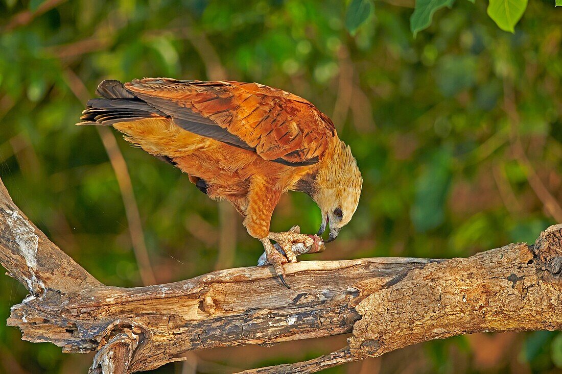 South America, Brazil, Mato Grosso, Pantanal area, Black-collared Hawk Busarellus nigricollis, eating a fish.