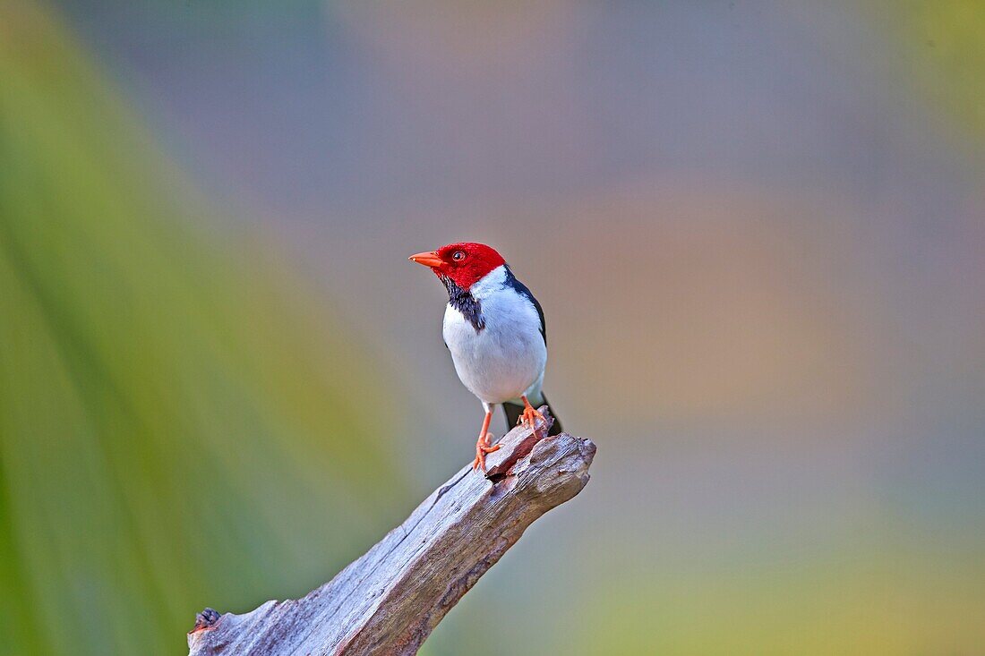 South America, Brazil, Mato Grosso, Pantanal area, Red-capped Cardinal Paroaria gularis.