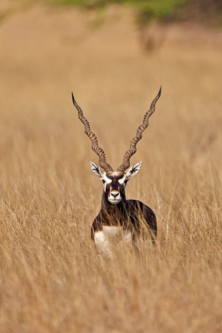 India,Gujarat,Balckbuck national park,Blackbuck (Antilope cervicapra),male.