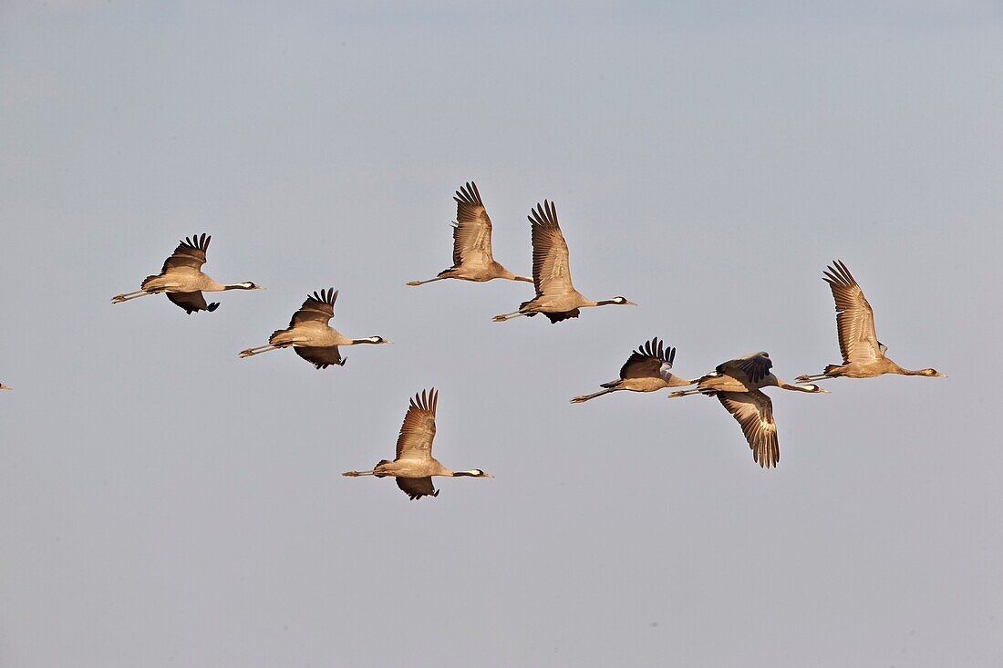 India,Gujarat,Little Rann of Kutch,Wild Ass Sanctuary,Common crane (Grus grus),group in flight.