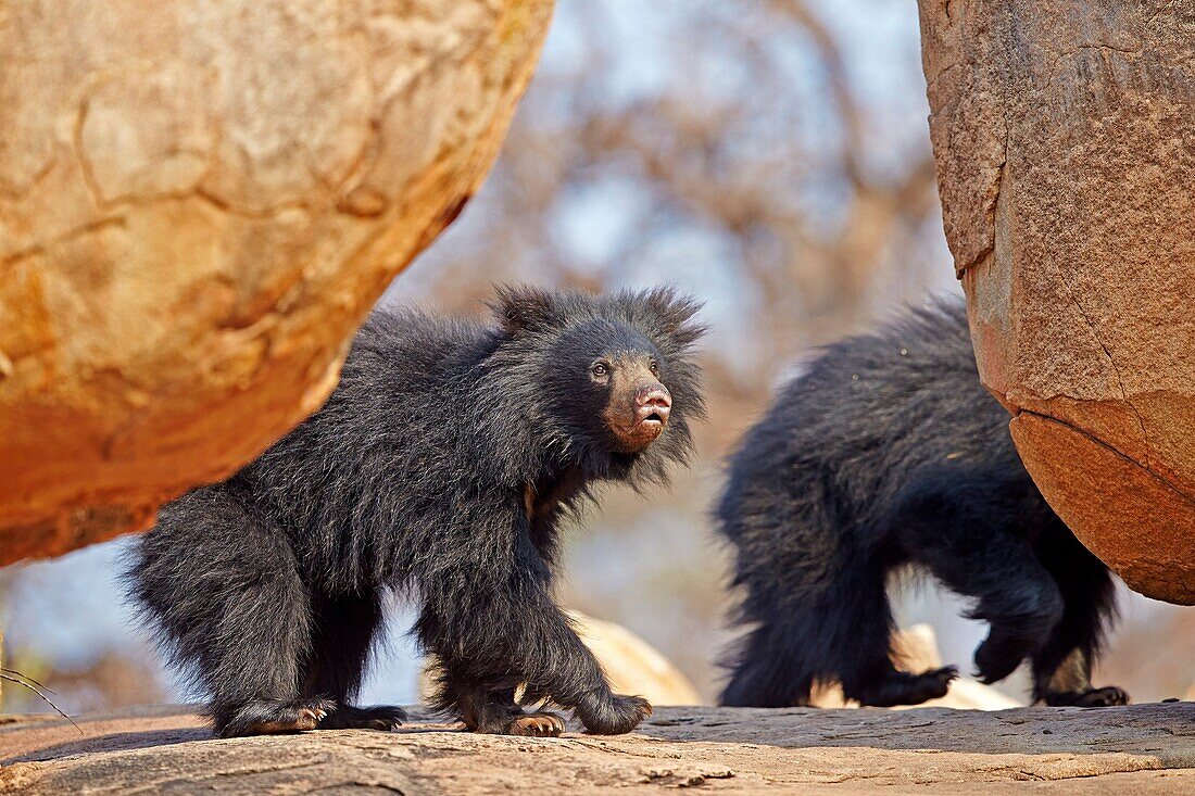 Asia, India, Karnataka, Sandur Mountain Range, Sloth bear Melursus ursinus,.