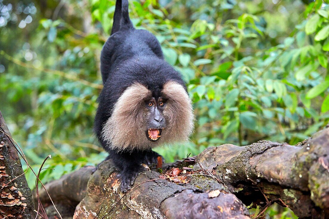 Asia, India, Tamil Nadu, Anaimalai Mountain Range Nilgiri hills, Lion-tailed macaque Macaca silenus, or the Wanderoo, The lion-tailed macaque ranks among the rarest and most threatened primates, adult male dominant, aggressive posture.