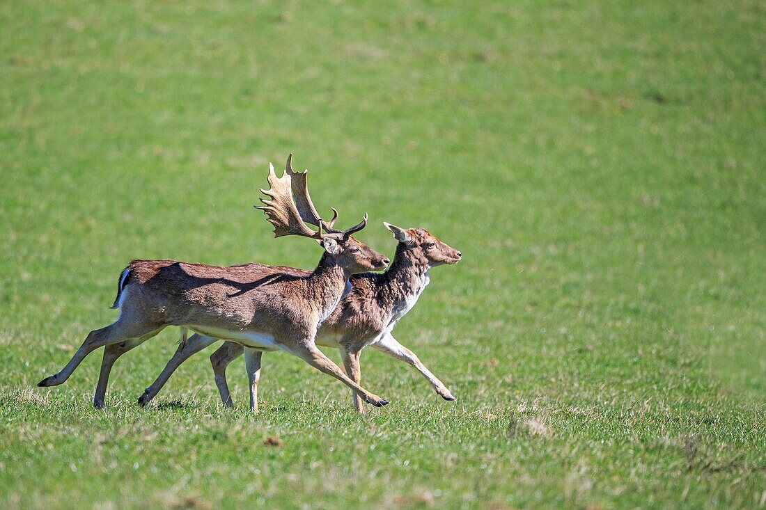 France, Haute Saone, Private park, Fallow Deer Dama dama, bucks.