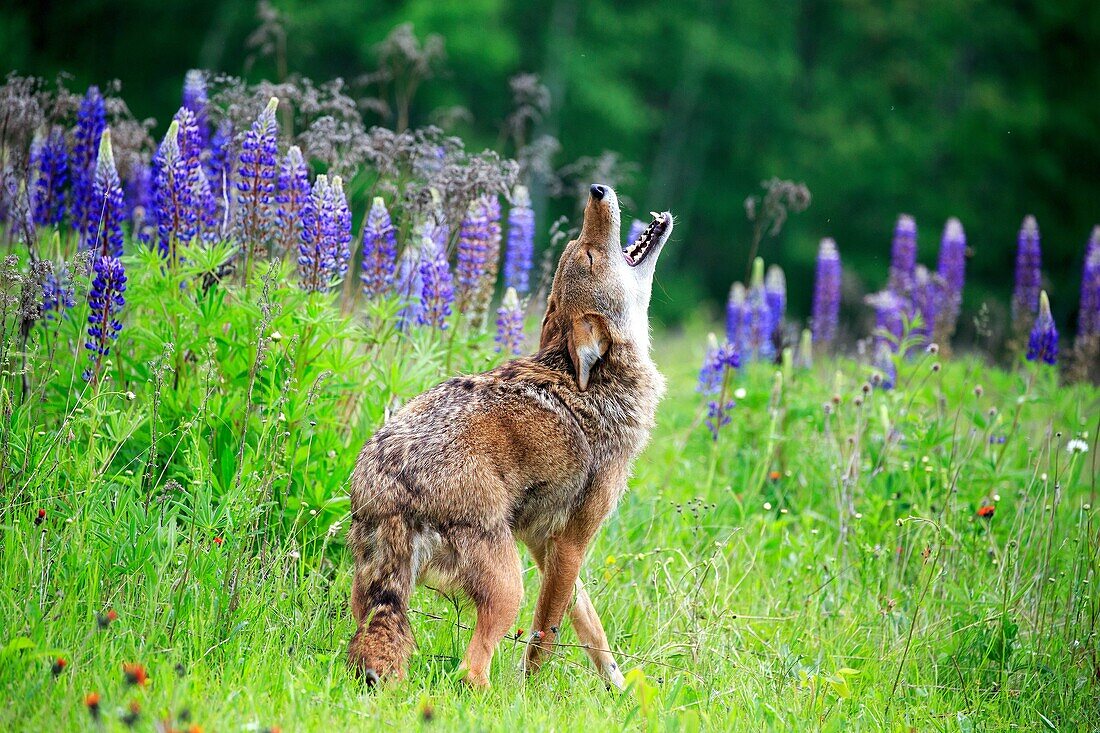 United States, Minnesota, Coyote Canis latrans, howling.