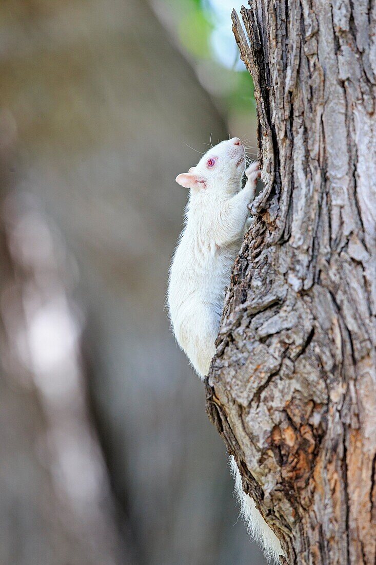 United States, Minnesota, Eastern gray squirrel or grey squirrel Sciurus carolinensis, albino adult on a tree.