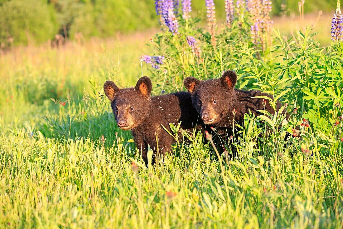United States, Minnesota, Babies black bear Ursus americanus, in a meadow with wild lupins.