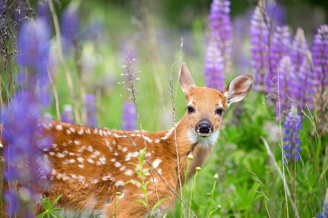 United States, Minnesota, White tailed Deer Odocoileus virginianus, baby, in a meadow with lupins.