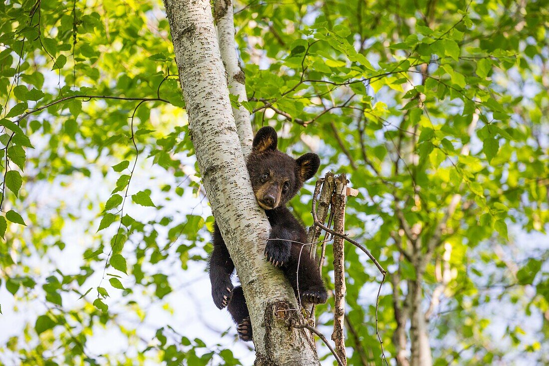 United States, Minnesota, Black bearUrsus americanus, young in a tree.