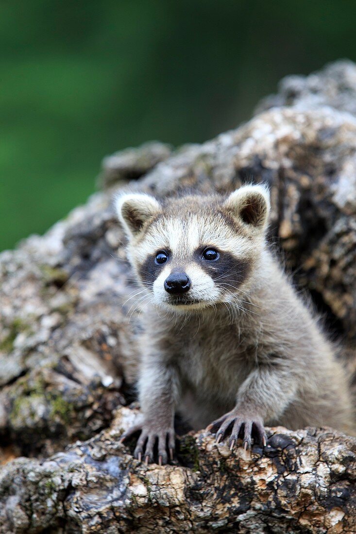 United States, Minnesota, Raccoon or racoon Procyon lotor, young