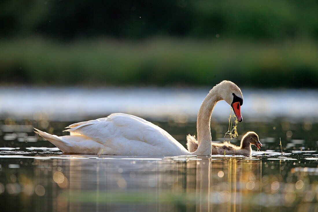 Europe, France, Ain, Dombes, Mute swan Cygnus olor, adult with a young.