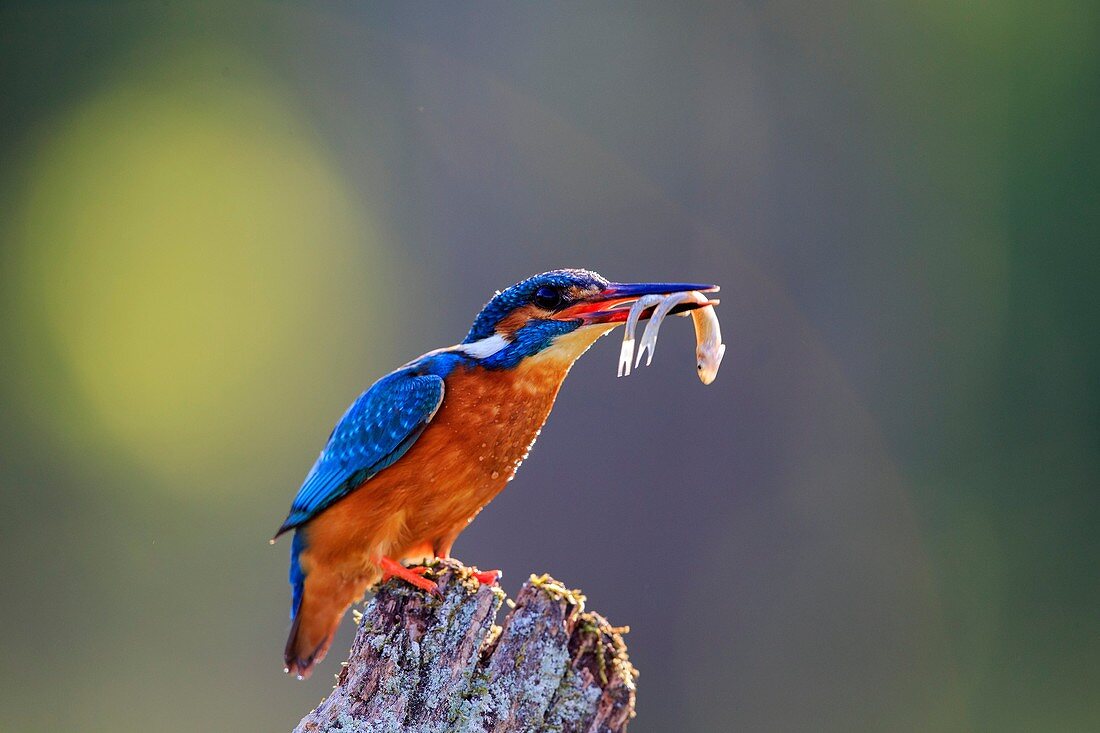 Europe, France, Ain, Dombes,. Common kingfisher or Eurasian kingfisher, or River kingfisher Alcedo atthis, adult with two fishes.