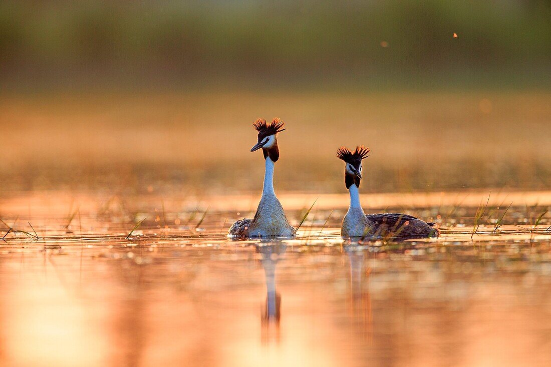 Europe, France, Ain, Dombes, Great Crested Grebe Podiceps cristatus, adults, couple at sunrise.