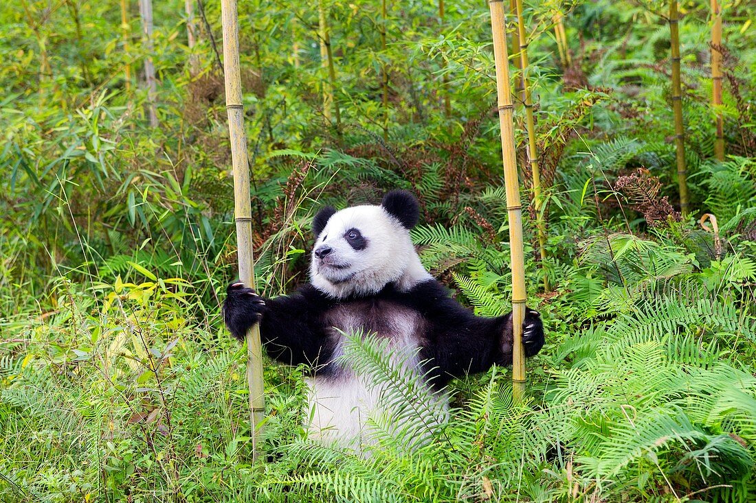 Asia, China, Sichuan, Research Base of Giant Panda Breeding or Chengdu Panda Base, Giant Panda Ailuropoda melanoleuca, captive,.