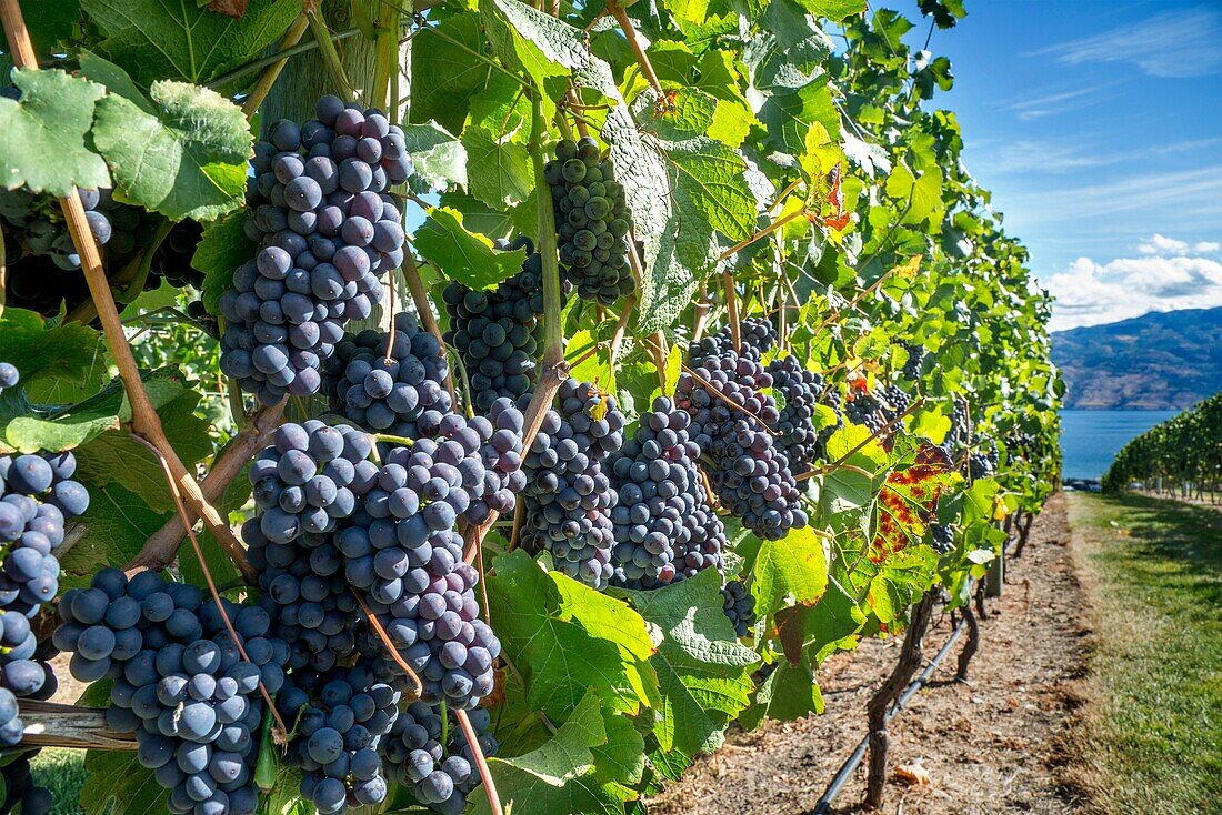 Canada, BC, Okanagan Valley. Fresh ripe red grapes on the vine ready for harvesting at the end of summer. The Okanagan is one of Canada´s top wine producing regions